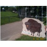 Ezra the buffalo.jpg